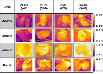 Uncovering the wide protective responses in Coffea spp. leaves to single and superimposed exposure of warming and severe water deficit